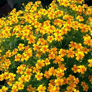 [모야모 꽃씨] 식용메리골드 씨앗, 레몬젬 20립, 1개