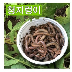 청지렁이 낚시미끼 지렁이미끼, 1개