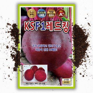 레드 비트씨앗 100립 상품성 우수 교배종 비트씨 종자, 1개