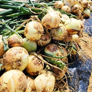 2024년 무안 햇양파 조생양파 이른양파, 1개, 소짜 3kg