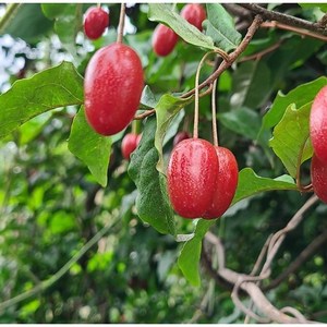 광일농원 왕보리수 4년 결실주 분뜨기, 1개, 보리수