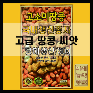 고품종 땅콩 씨앗 30g- 국내생산종자/소독필, 1개