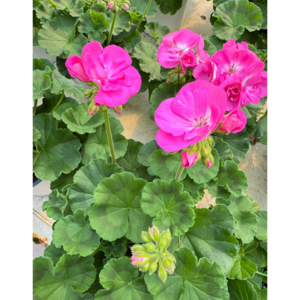 미니정글 예쁘고 우아한 제라늄 중형!, 식물만, 1개, 투톤-분홍