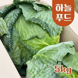 (5kg) 수입 양배추 식자재 두 통 [원산지:중국], 1개, 5kg