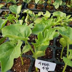 [모종모종]수박 모종 2개 (서태자수박) 꿀수박 1개 주문시 2주 나갑니다