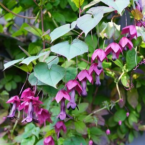 [모야모 꽃씨] 로도치톤 5립 희귀 덩굴식물, 1개