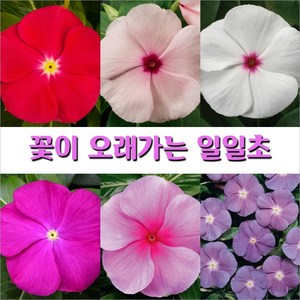 일일초 종자 7종모음, 1. 일일초 썬스톰 딥오키드 10립, 1개