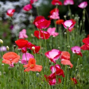 꽃양귀비 6종 씨앗 선택구매, 50개, 홑꽃혼합 씨앗 1립