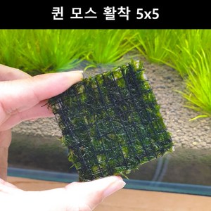 [수초몰] 퀸모스 5cm * 5cm 활착판 / 활착 모스 초보수초 음성수초 활착수초 활착모스 모스활착 피규어모스 화산석활착 구피 새우 수초맛집 피규어활착 피규어 모스볼 마리모, 3개, 3개