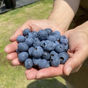 복덩이네 프리미엄 생블루베리 칠레산 고품질선별, 10개, 125g