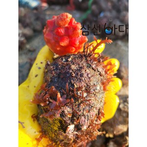 거제해녀가 채취한 자연산 돌멍게 1kg, 1개