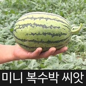 미니 복수박 씨앗 수박 종자 애플 수박씨 과일 10알, 1개