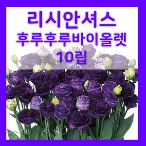 리시안셔스 씨앗 바이올렛 꽃 씨 키우기 9월 10월 파종 꽃도라지, 1개