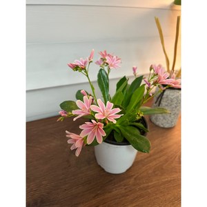 서비내 Lewisia 레위시아 (색상랜덤발송) 예쁜꽃 키우기좋은식물 다양한꽃 반려식물 인테리어 플랜테리어, 1개