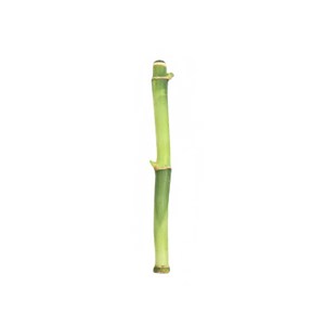 갑조네 개운죽 1p 공기정화식물 수경재배 10cm 20cm 30cm 40cm 50cm 60cm 70cm 80cm 90cm 100cm 수경식물, 1개