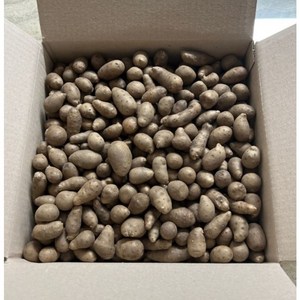 마 1키로 식용 텃밭 종자용 바로 심을수 있게 다 잘라져 있는 종자용 마, 1세트, 1kg
