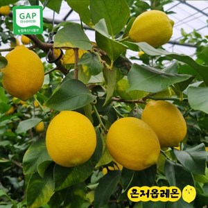 GAP인증 제주레몬 농장직송 혼저옵레몬 3kg 5kg 10kg, 혼저옵레몬_10kg, 1박스