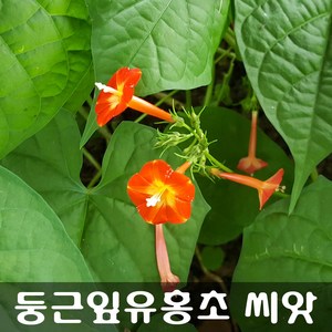 [해피플라워] 둥근잎유홍초 씨앗 300립 / 봄 여름 파종 덩굴식물 꽃씨, 1개