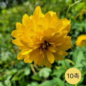 [발아율90%이상] 삼잎국화 겹삼잎국화 야생화 종근 모종, 1개, 10촉(노지)