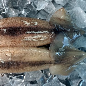 대천해 손질 통오징어 2미, 240g(2미), 1개
