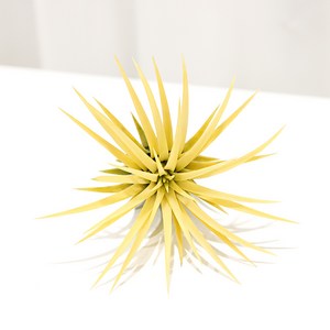 갑조네 틸란드시아 이오난사 드루이드 흰꽃 공기정화식물, 1개