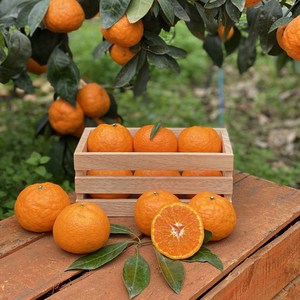 갓딴귤 제주도 산지직송 고당도 카라향 10kg 5kg 3kg 2kg 1kg, 1박스, 3kg/카라향