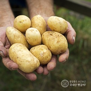 지금수확중 24년 수미 햇 감자 2kg 3kg 5kg 10kg 하우스햇감자 제주감자 간식 수미감자, 10kg (중), 1개