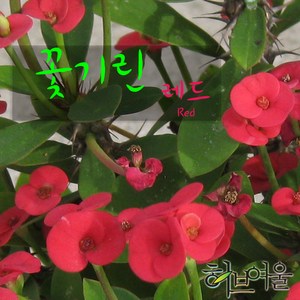 [허브여울꽃기린] 꽃기린 레드 (Red 빨강) 지름 17cm 대품다육화분, 1개