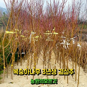 복숭아 묘목 결실주 3년생 4년생 백도 황도 천도(신비) 납작복숭아 백도 거반도, 분묘, 1개