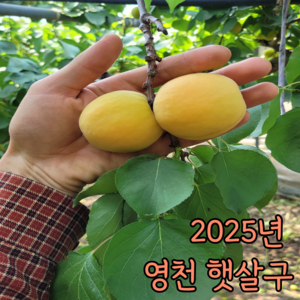 [품질보장] 국내산 국산 하우스 영천살구 만금살구 햇 황금 살구 과일, 1개, 500g