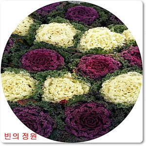 꽃양배추 cauliflowe 꽃배추 겨울화단 콜리플라워, 퍼플, 1개