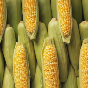 초당옥수수 고당도 특상품 당일수확 농장 직배송, 1박스, 특상품 초당옥수수 10개입 (14cm이상)