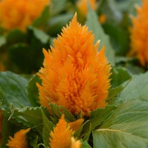 맨드라미 아이스크림 컬러선택 (꽃씨앗/20립)Ice Cream Celosia, 1개