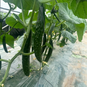 [산지직송] 당일배송 국내산 아삭아삭 맛있는 가시오이, 1개, 5kg