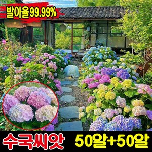 [생존율&발아율99.99%] 50/100/200알 수국 모종 씨앗 수국화 꽃씨앗 종자 아나벨 수국 묘목 나비 수국 가든플라워 내음성 내열성, 2세트