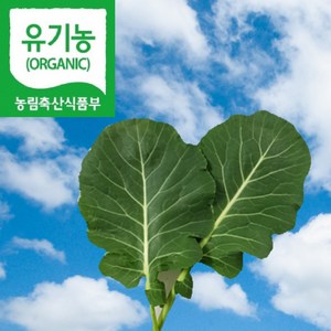 친환경 유기농 무농약 케일 (즙용/쌈용)