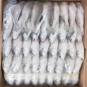 민어조기 몽실민어 5P0 영상가이석태 도매 업소용 (약 90미) 13kg / 6.5kg, 1개, 5p0 한통 13kg (약 90미)