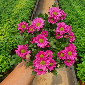 [무지개/색상선택] 미니 국화 (꽃크기 3cm 소국 화분), 07. 진분홍 (스위프티 다크 핑크), 1개