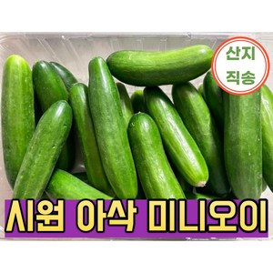 미니오이 스낵오이 못난이 오이 1kg 국내산 산지직송 클로렐라 등산용 야외용 Mini Cucumbe, 미니오이 1kg, 1개