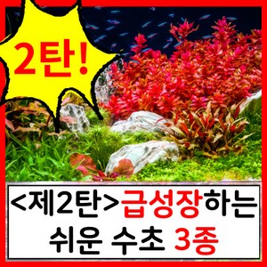 수초하우스) <2탄>급성장하는 쉬운 수초 3종 세트<2탄>, 44개