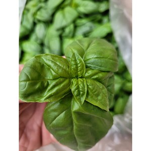 야채왕 향긋한 생바질 스위트바질 생잎 Basil 바실 100g/ 500g - 수도권 충청지역 팀프레시 새벽배송, 바실 10g 1팩, 1개