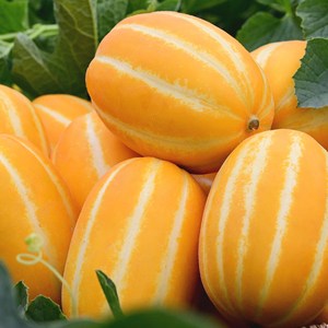 성주 고당도 꿀 참외 가정용 혼합 1kg (2-7과), 1박스