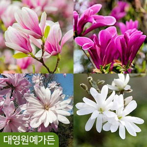 고급 신품종 목련나무 12종 택1 개화주 별목련, 06. 스텔라타 흙분, 1개