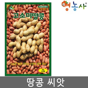 고소미 땅콩 씨앗 30g 수확량 많은 땅콩씨 종자 키우기, 1개