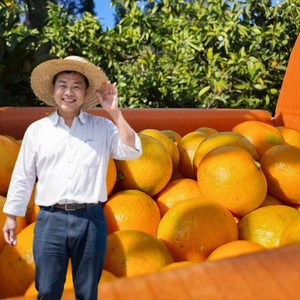 [제주직송]제주 꿀통 감귤 제철 새콤 노지감귤, 1박스, 5kg 프리미엄 대과 (L-2L)