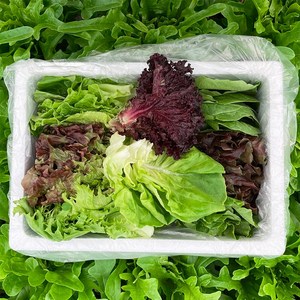 상추 모듬쌈채소 5-8종 로메인 버터헤드 생채 꽃상추 쌈야채 600g, 1박스, 클로렐라 상추모듬쌈 600g