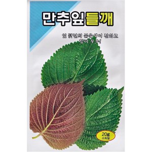 잎들깨 깻잎씨앗 깻잎씨 종자, 1개