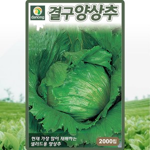 다농 결구양상추 씨앗 2000립 샐러드 양상추씨 종자, 단품