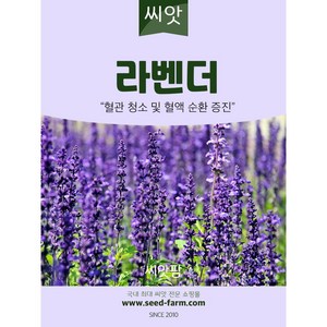 라벤다씨앗 (100립) 허브 키우기 라벤더, 1개