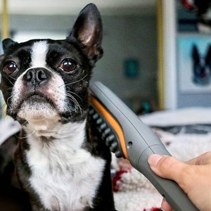 토닥스 수의사가 개발한 애견 전용 전동 마사지기 강아지 고양이 슬개골 고관절 탈구 방지 노견 관절염 안마, 1개, 그레이, 루시